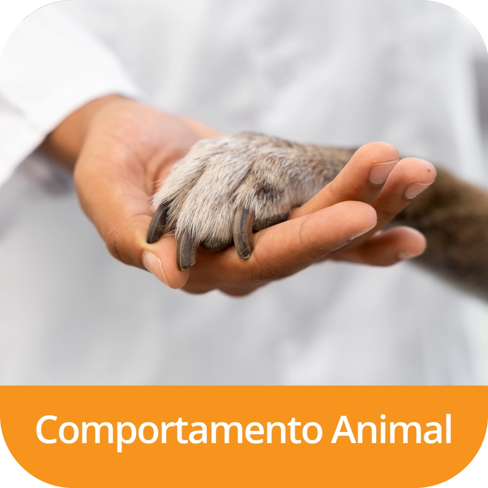 Comportamento Animal