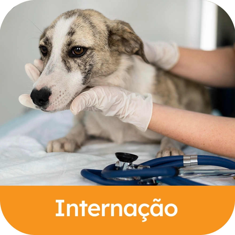 Internação